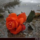 Syed Omar