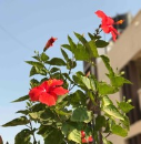 Abdul Rauf Momin