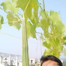 Siddartha Palli