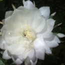 Aradhana Katke