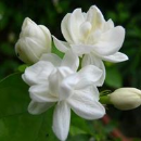 Syeda Safura Fatima
