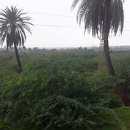 Raj Kumar Yadav