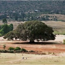 Senbeta Guteta Abdissa