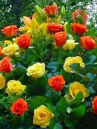 Pooran Arya