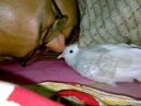 Ananda Kisor Pal