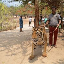 Mehul B Dedhia