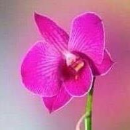 Mahesh Aithal