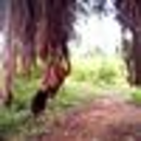 Arya gouri