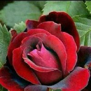 Sohan Singh