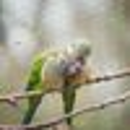 Manoj