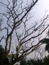 Prodosh Pradip Bhattacharya