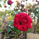Anupam Chaturvedi