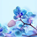 Nithin D.