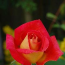 Darshana Fulma