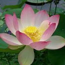 S S Lotus