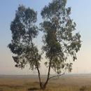 Ramesh Patil