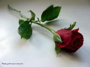 Razi Hassan