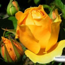 Husain Syed