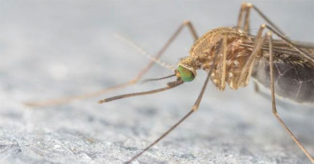 India Will Prevent Dengue By 2019 With A Vaccine