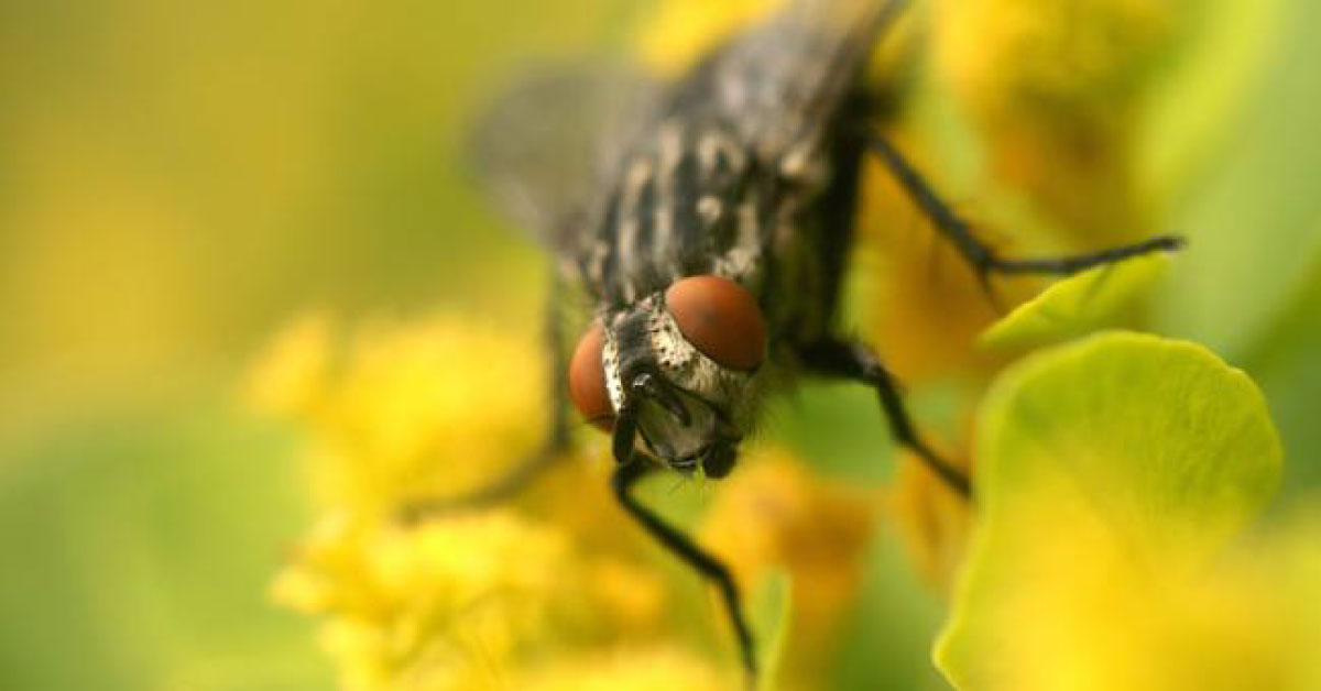 Housefly Can Make Us Severly Diseased