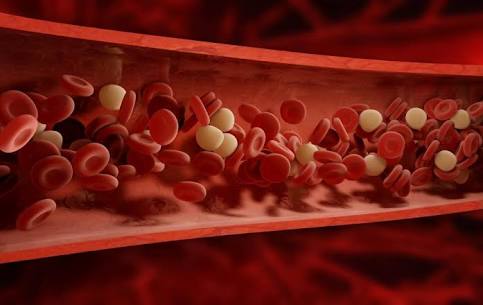 Functions Of Blood