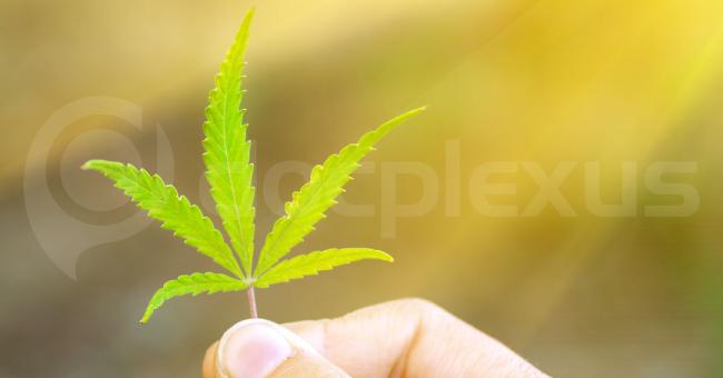 Very Brief Review On Ocular Manifestations Of Cannabis Indica