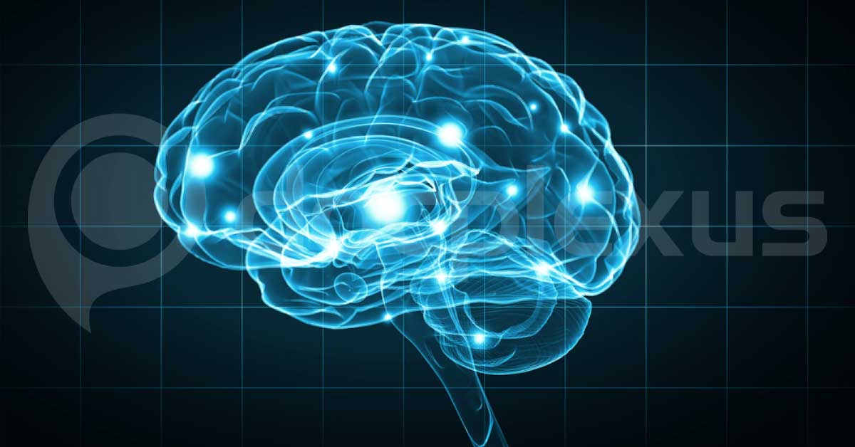 Nanotubes Inside Brain Will Clear Mechanism Of Hearing, Seeing And Command