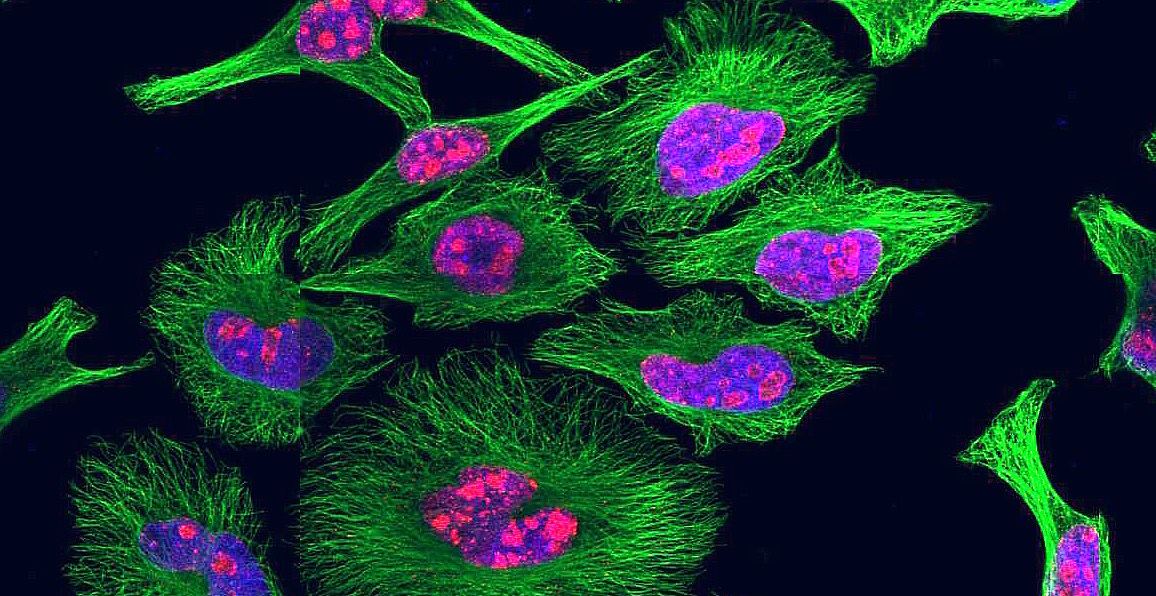 What Is The Therapeutic Implication Of This Latest Bone Regeneration Mechanism?