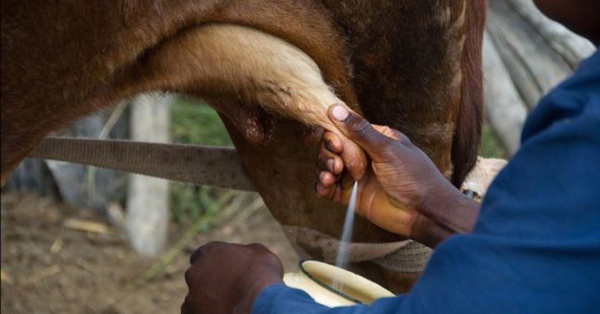 Beware! Adulterated Milk May Cause Abortions And Deformities In Babies