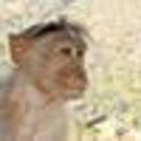 Mondeep Gayan