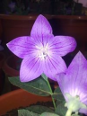 A. Khadeja