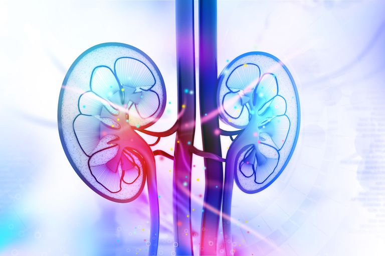 Can Kidneys From Animals Be Transplanted Into Humans