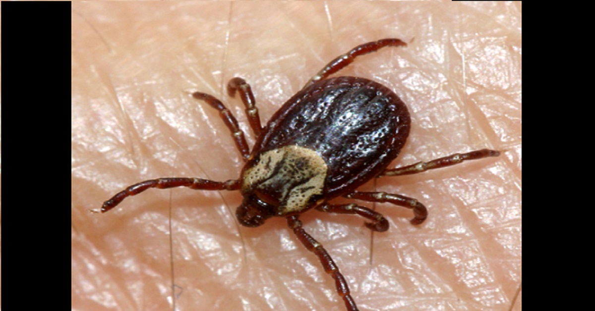 Alkhurma hemorrhagic fever, An Insight