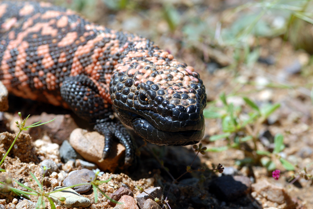 Gila Monster Lizard And Incretin, Mimetics