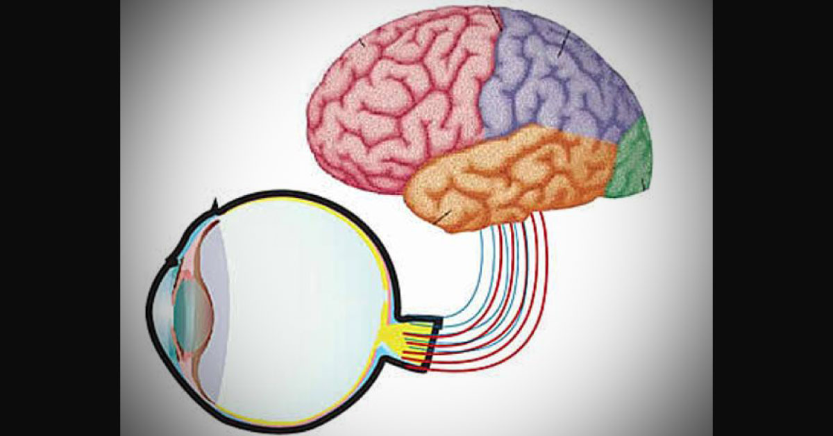 Visual System, Beyond Image Forming