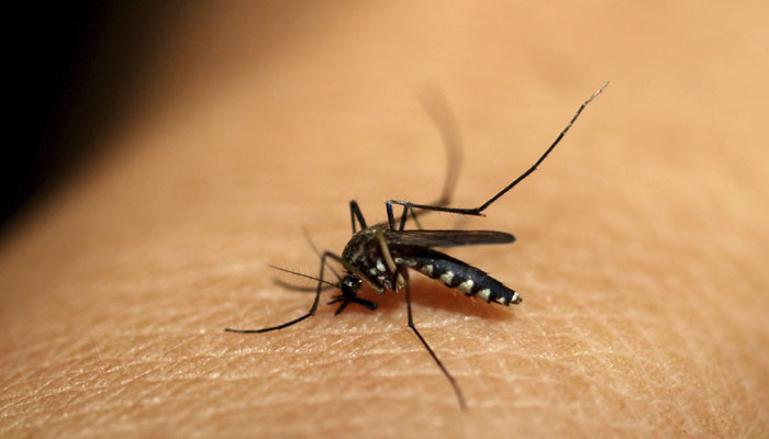 Drone For Searching Mosquito Breed To Control Dengue