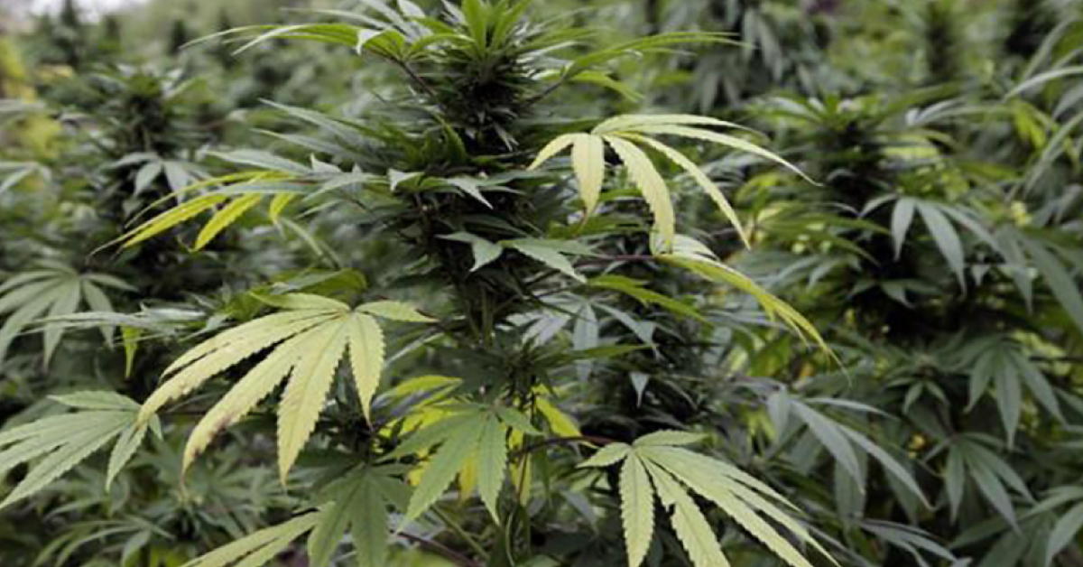 Life Threatening Seizures Controlled By Cannabis Oil