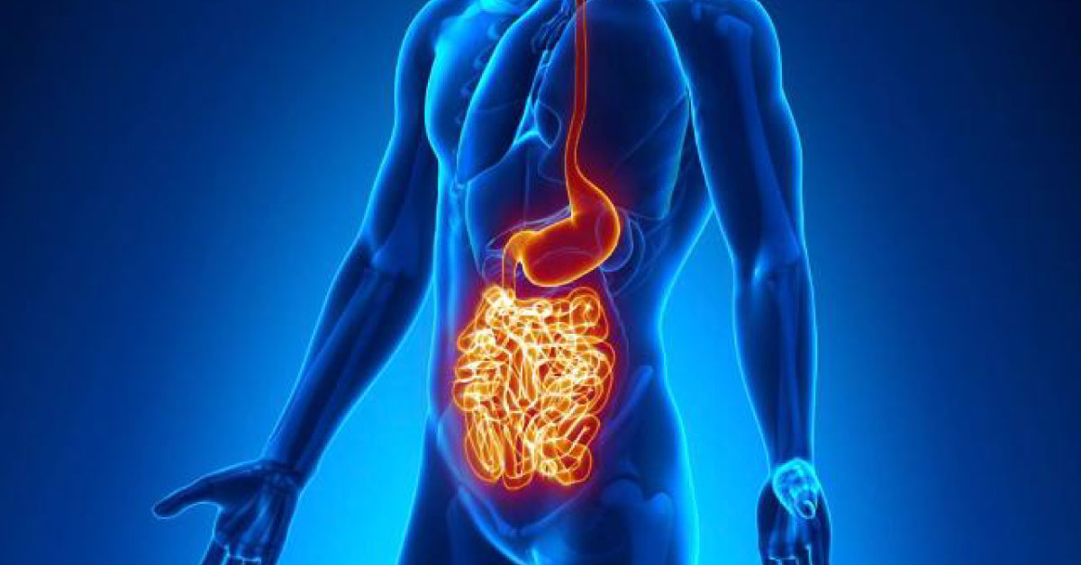 Good Fat Diet Reduces Gut Bacteria, Symptoms Of Crohn's Disease