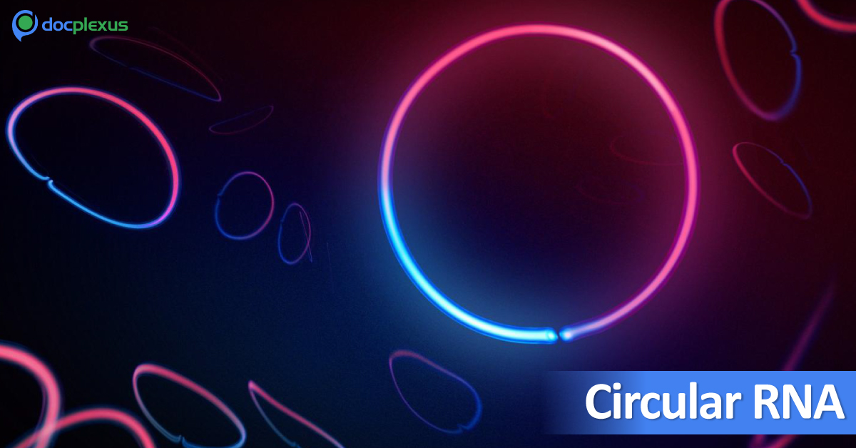 The Role Of Circular RNA In Cardiovascular Pathology