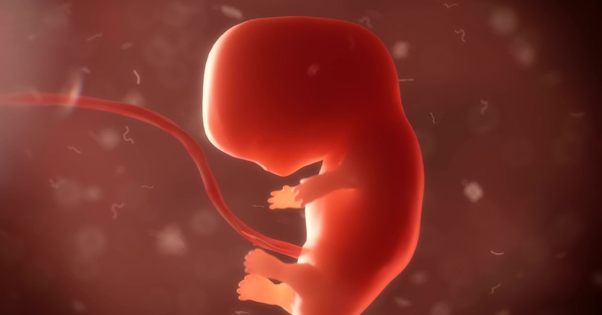Unique Immunological Signatures Of Pregnancy