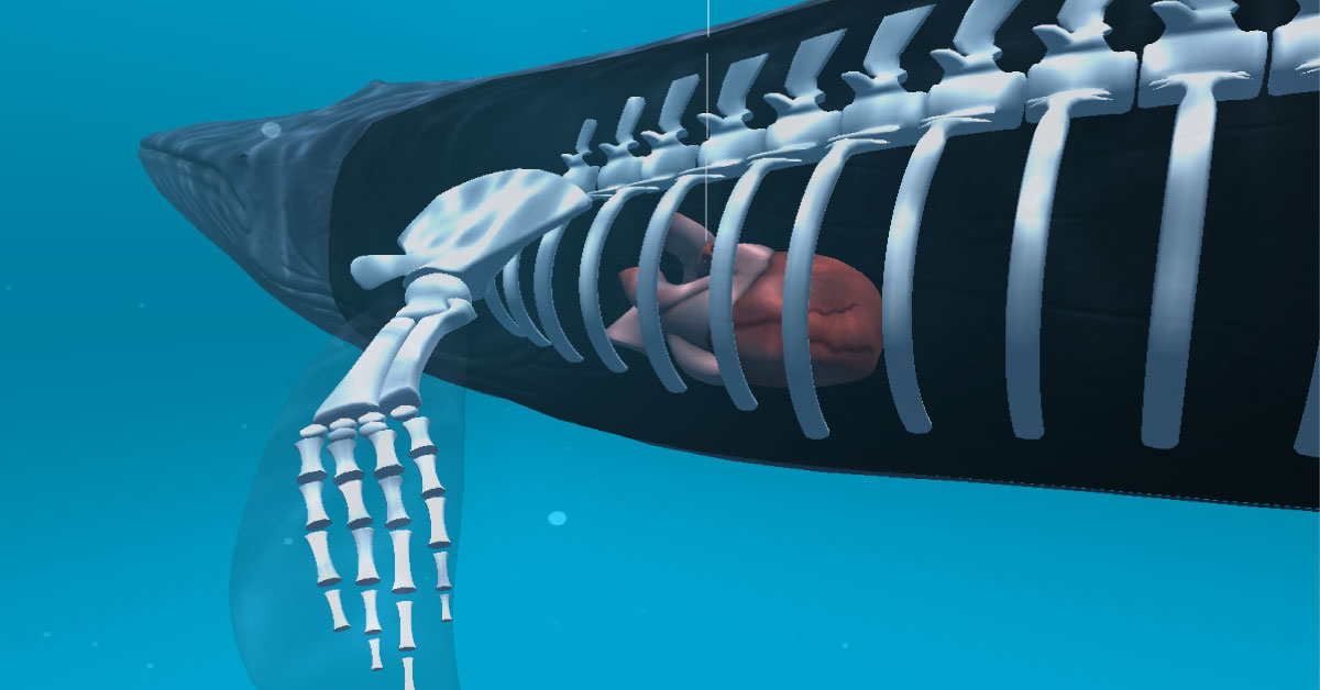 The Blue Whale Game: A Creation Of Societal Fault Lines