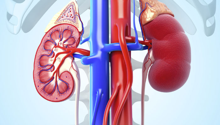 A Cancer Drug Inhibit Cysts Of Autosomal Dominant Polycystic Disease Of Kidney