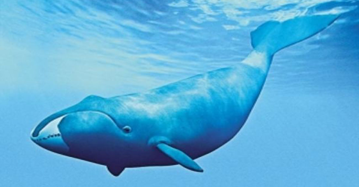 The Real Blue Whale