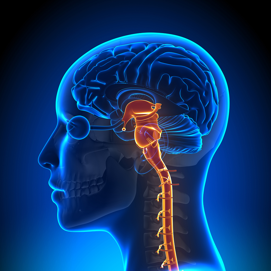 Pupillary Reflexes, Doll's Eye Reflexes, Spontaneous Respirations, Only Indicate Intact Brain Stem