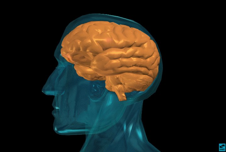 Asthma Drug May Cut Parkinson's Risk By Half