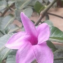 A.Subhalakshmi 