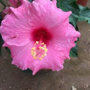 Rahamath Fatima