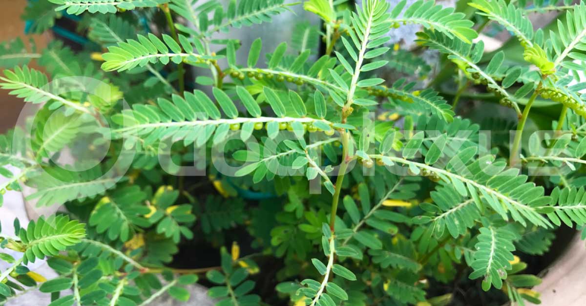 Phyllanthus Niruri As Antiretroviral Agent- My Experience Of 25 Years
