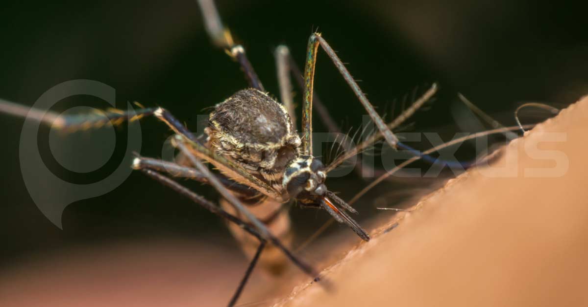 7 Myths About Dengue And Malaria, You Must Stop Believing