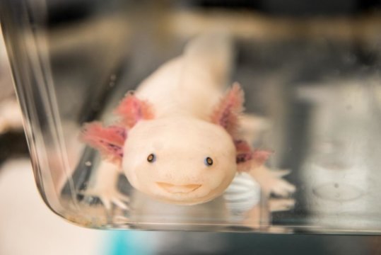 Scientist Exploring Regenerative Cells As Salmander Who Regenerate Completely